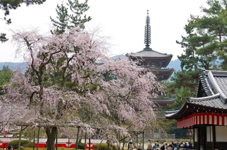 Illustration for article titled Bad Tourists Lead to Photography Ban at Japanese Temples